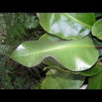 Elaphoglossum Crinitum (fam Lomariopsidacees) (Am centrale, Antilles) (5)